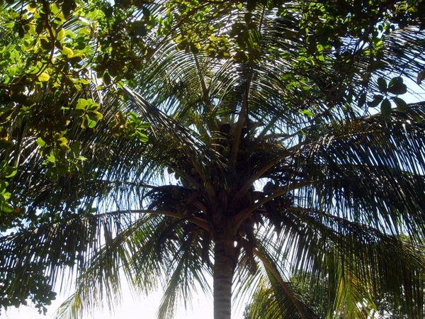 building earth - palm tree in Tanzania
