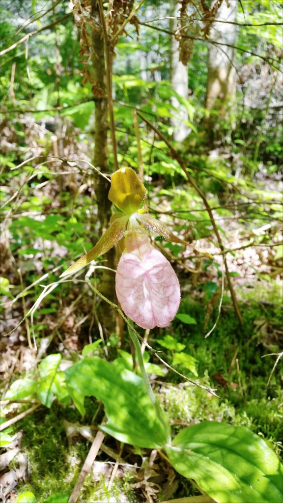 lady slipper in the upper penninsula, MI